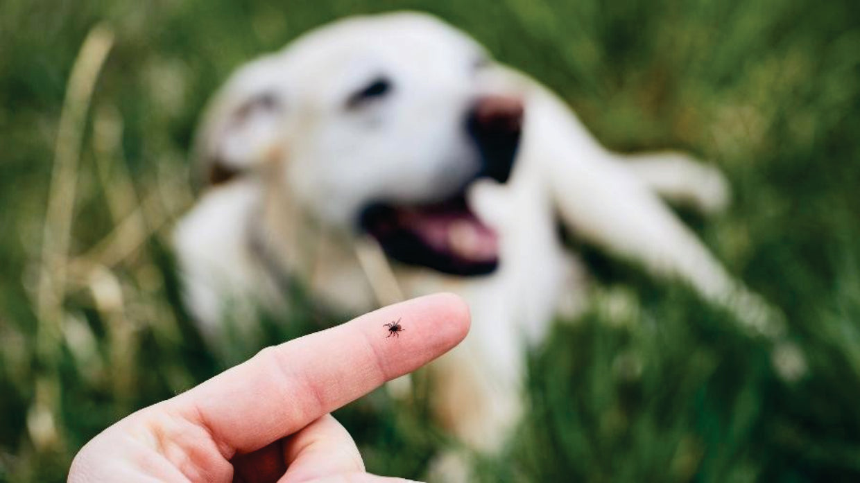 5 informações que você precisa saber sobre a febre maculosa