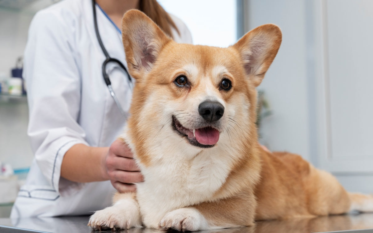 Check-up veterinário: o segredo para uma vida longa e saudável do seu pet