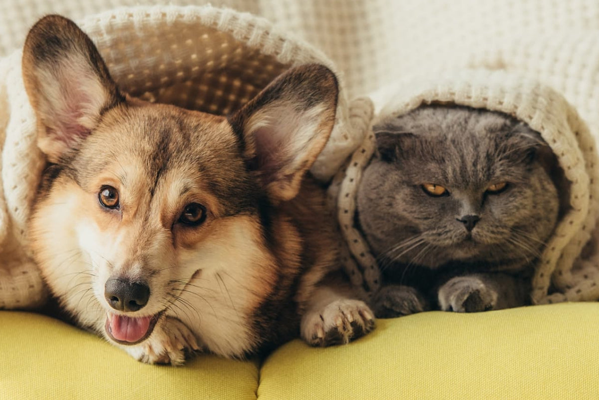 Inverno e pets: como manter seu animal aquecido e saudável