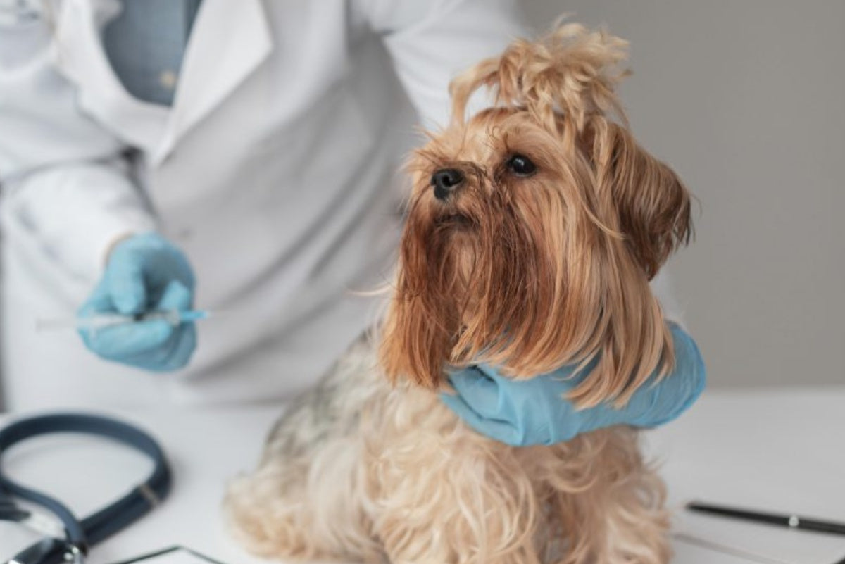 Vacinação: tudo o que você precisa saber - calendário de vacinas para cachorros e gatos