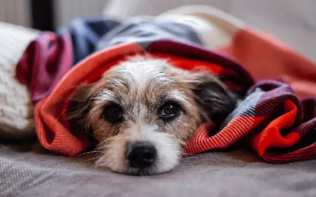 Vacinar é ato de amor: proteja seu cachorro contra a gripe canina