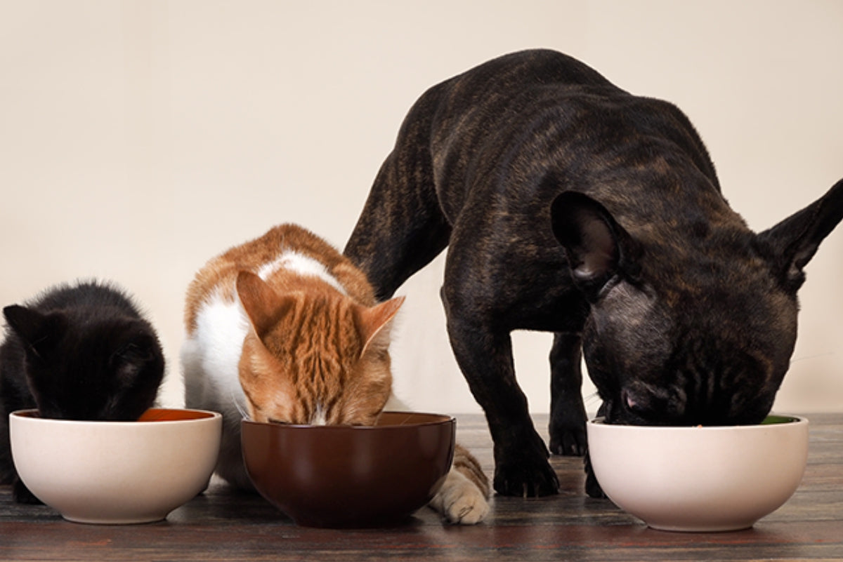 Como escolher a melhor ração para o seu cachorro ou gato: dicas para entender as necessidades nutricionais