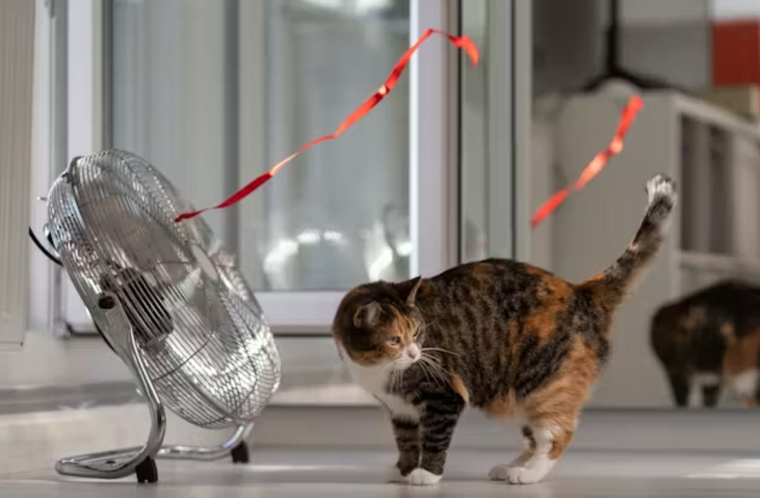 Como proteger cachorros e gatos nos dias de calor intenso