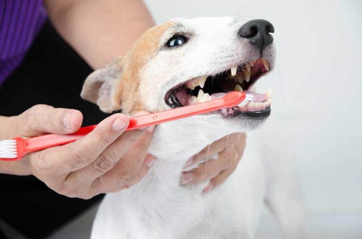 Cuidados com a higiene bucal: por que escovar os dentes do seu pet é essencial