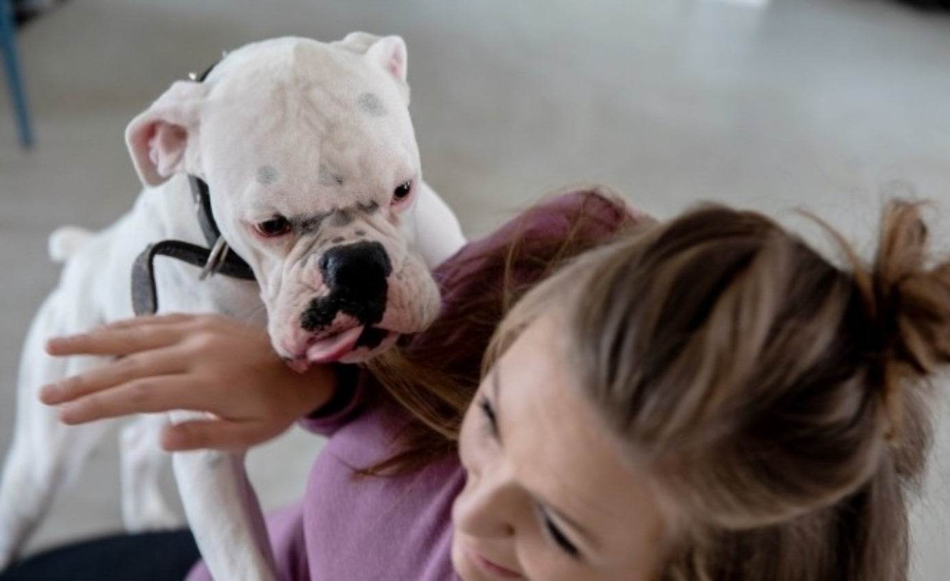 Dicas para o cachorro não pular nas pessoas