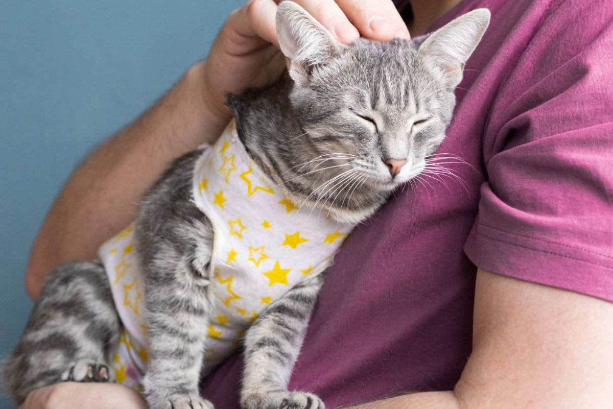 Os benefícios da castração para cachorros e gatos: mitos e verdades sobre o procedimento