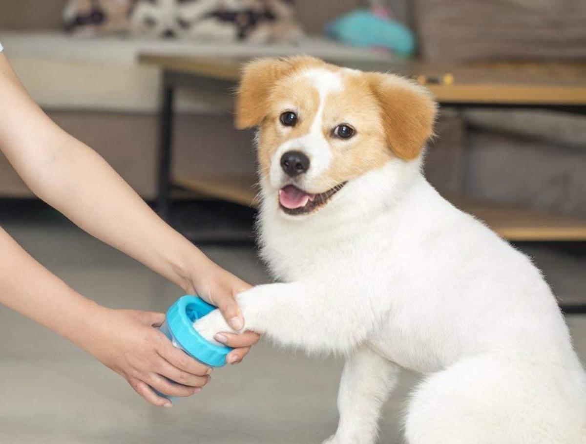 Os pets não devem ser higienizados com álcool