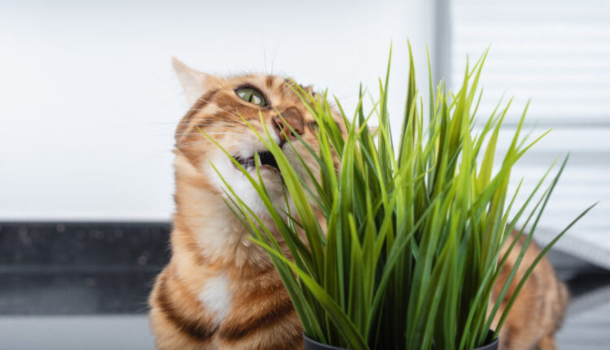 Para que serve o catnip e como usar para o seu gato?