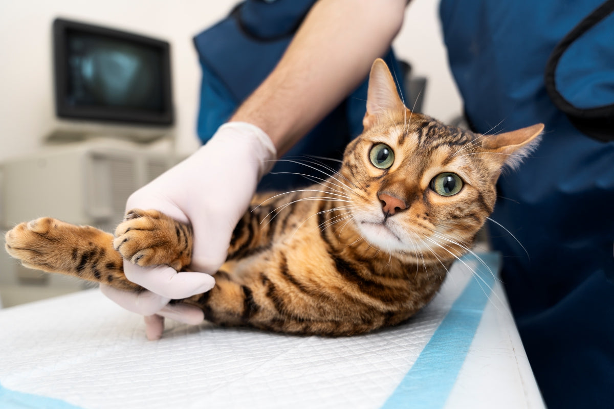 Por que fazer o teste FIV/FeLV em seu gato?