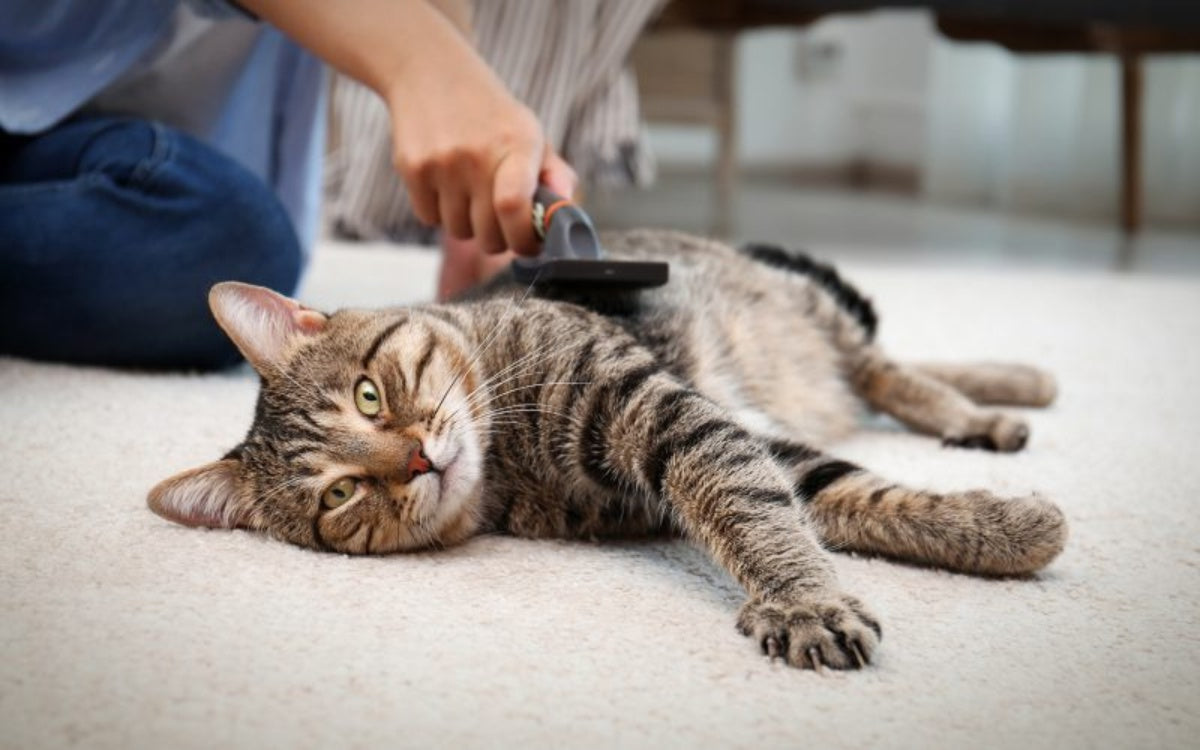 Como escovar  seu gato e por quê?