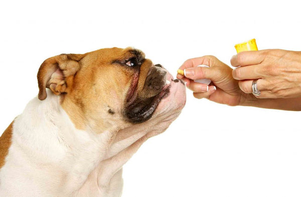 Tem dificuldade para medicar o seu cão?