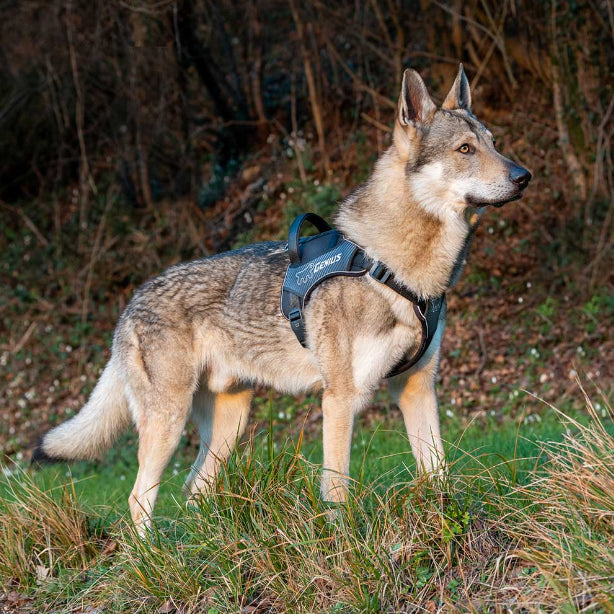 Peitoral para Cachorro Ferplast Genius Preto XG