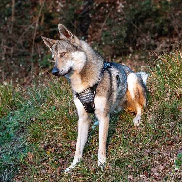 Peitoral para Cachorro Ferplast Genius Preto XG