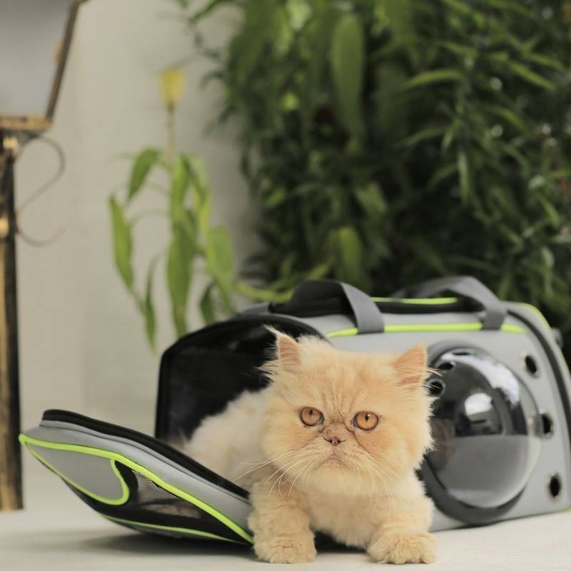 Bolsa de Transporte Distripet Titan Verde