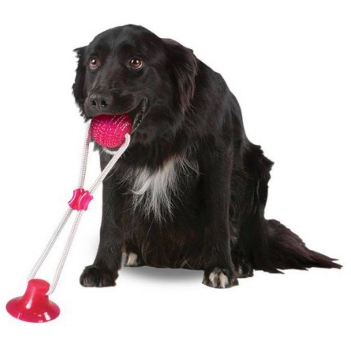 Brinquedo Mordedor Suction Ball Jambo Rosa para Cães