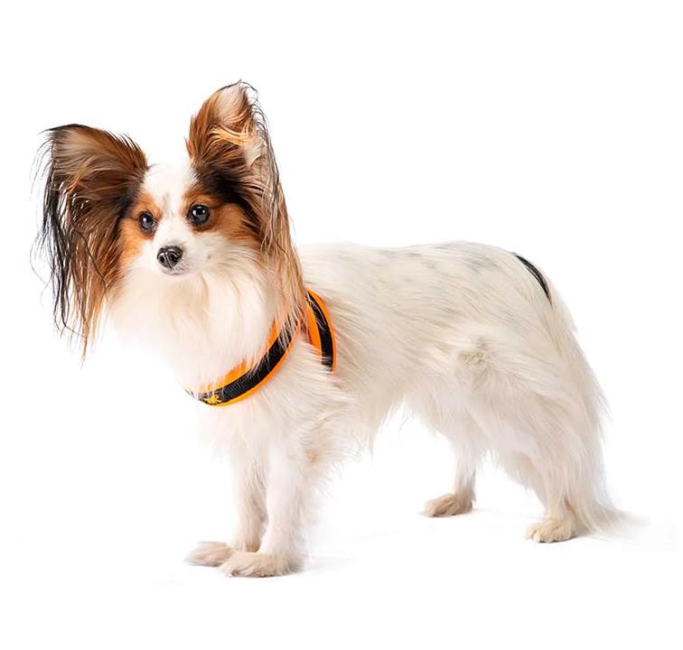 Peitoral Ferplast Agila Fluo 2 Azul